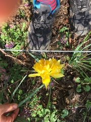 Aquilegia chrysantha
