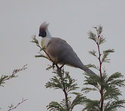 Bare-faced Go-away-bird (Crinifer personatus), photo 8