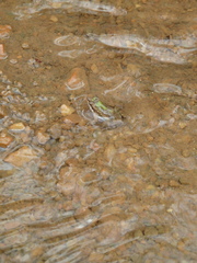 Anura