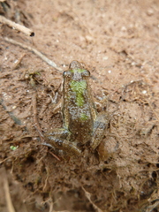 Anura
