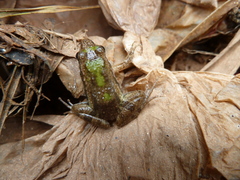 Anura