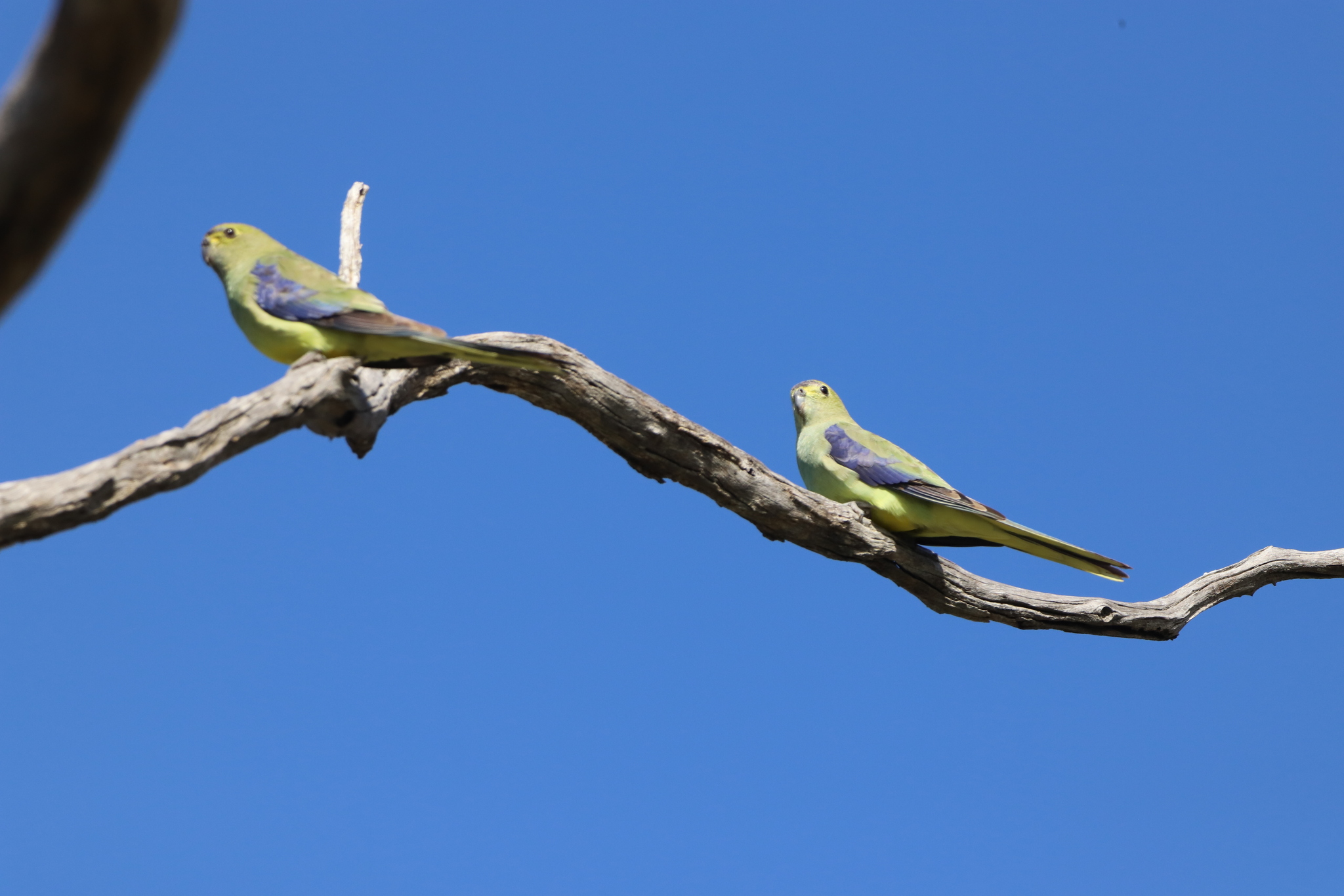 Blue-winged Parrot (Neophema chrysostoma), photo 4