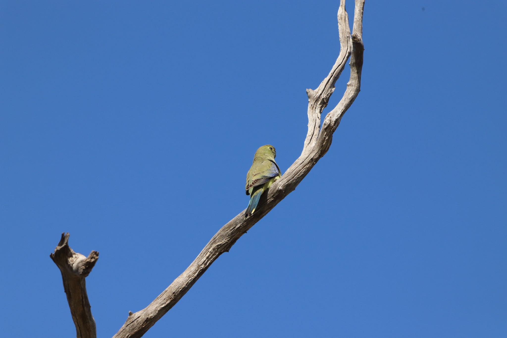 Blue-winged Parrot (Neophema chrysostoma), photo 5