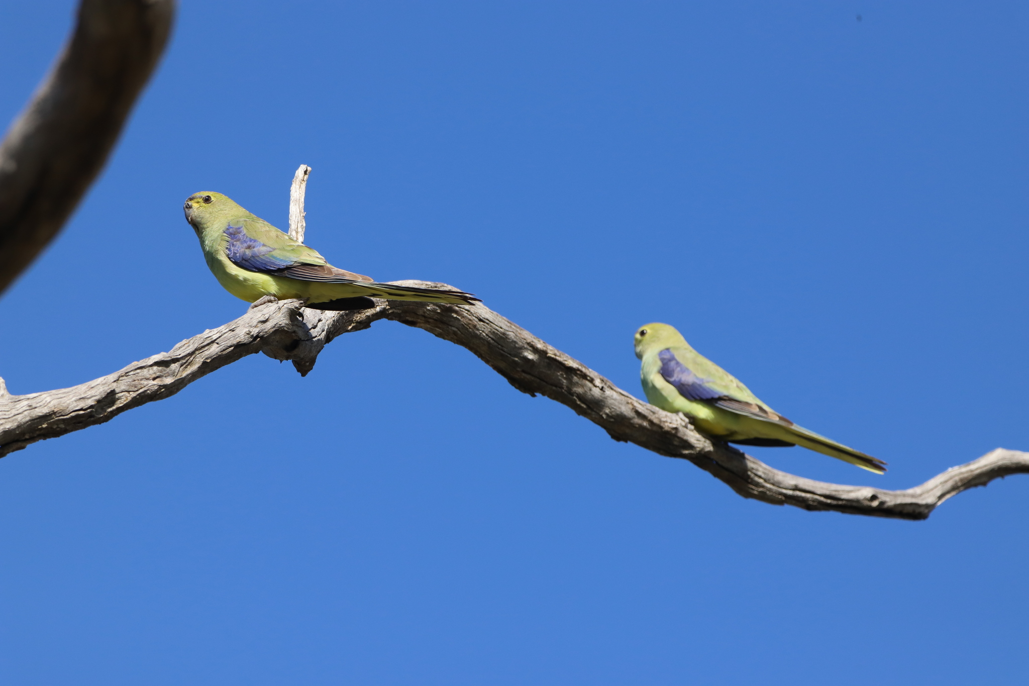 Blue-winged Parrot (Neophema chrysostoma), photo 6