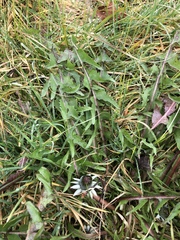 Taraxacum lamprophyllum