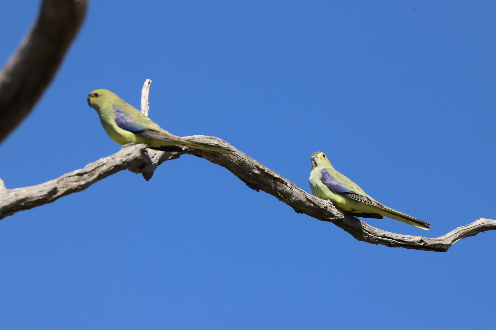 Blue-winged Parrot (Neophema chrysostoma), photo 7