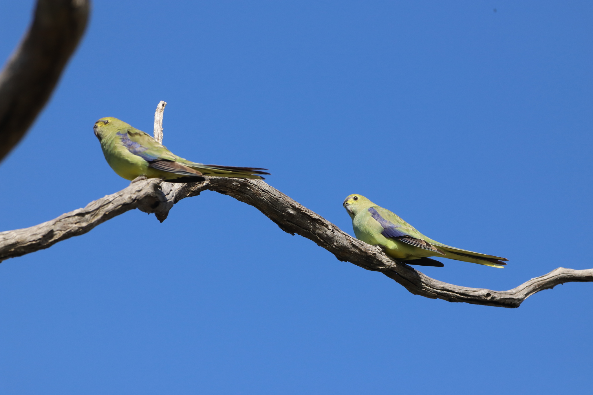 Blue-winged Parrot (Neophema chrysostoma), photo 9