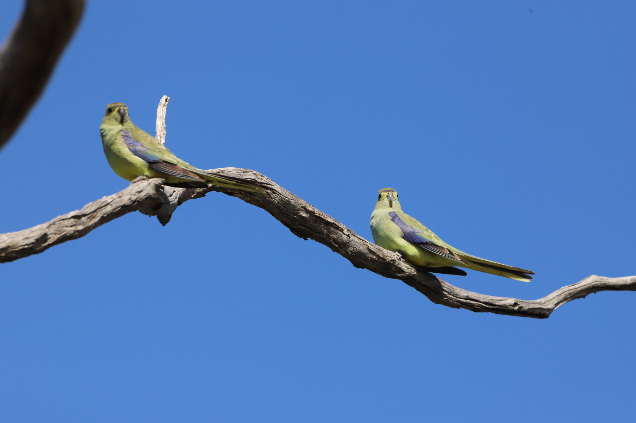 Blue-winged Parrot (Neophema chrysostoma), photo 8