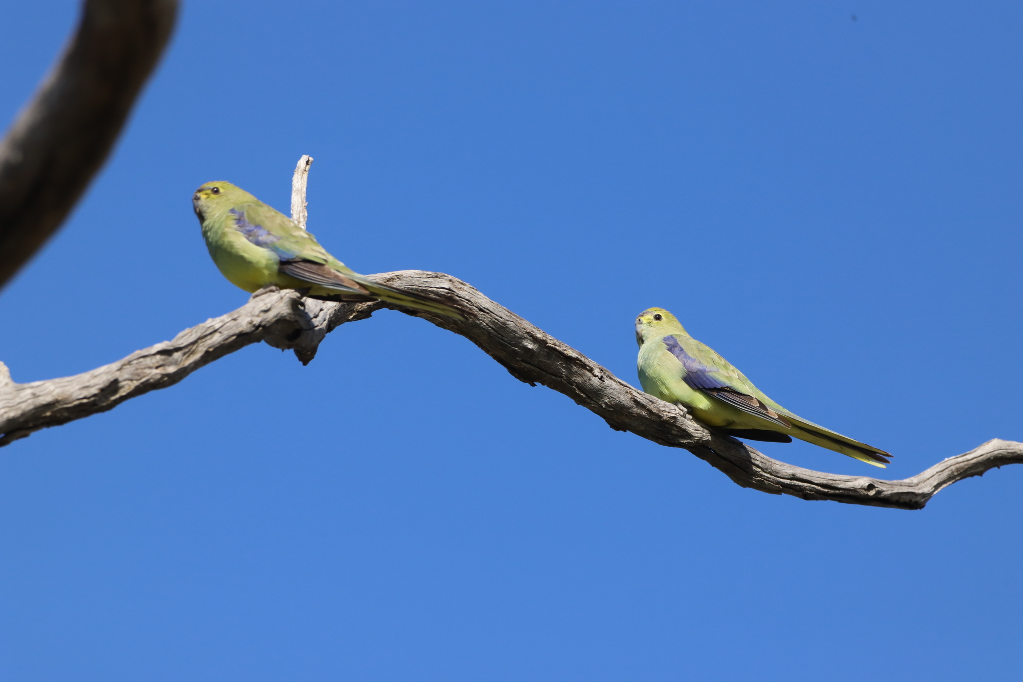 Blue-winged Parrot (Neophema chrysostoma), photo 10