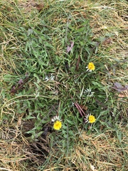 Taraxacum lamprophyllum
