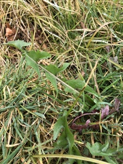 Taraxacum lamprophyllum