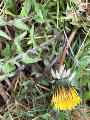 Taraxacum lamprophyllum