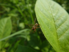 Araneae