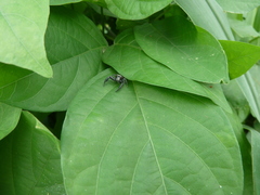 Salticidae