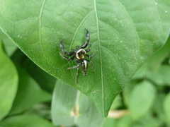 Salticidae