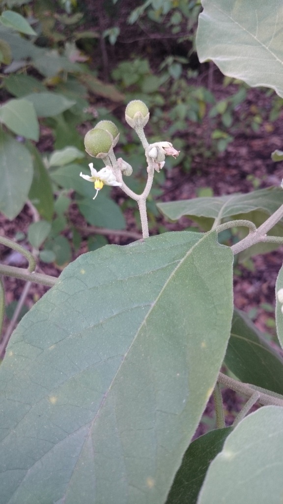Potatotree (MatBio: TREES & SHRUBS - Matanzas Biodiversity) · iNaturalist