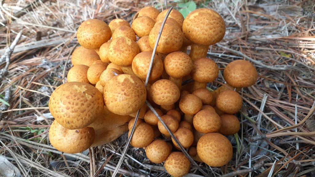 Gymnopilus junonius · April 2026 · photo: © aardvark04 (iNaturalist, cc0)