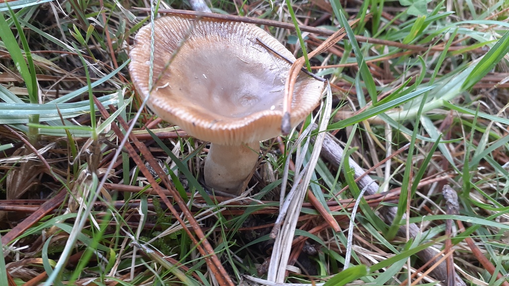 Russula amoenolens · April 2026 · photo: © aardvark04 (iNaturalist, cc0)