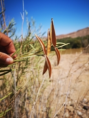 Ectadium virgatum