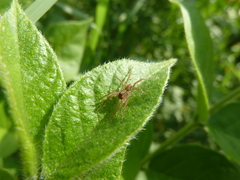 Araneae