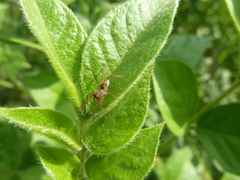 Araneae