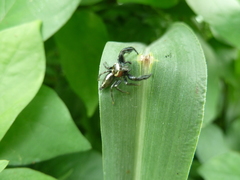 Salticidae