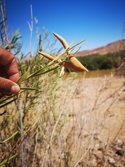Ectadium virgatum