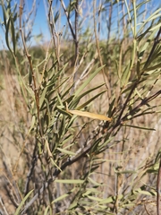 Ectadium virgatum