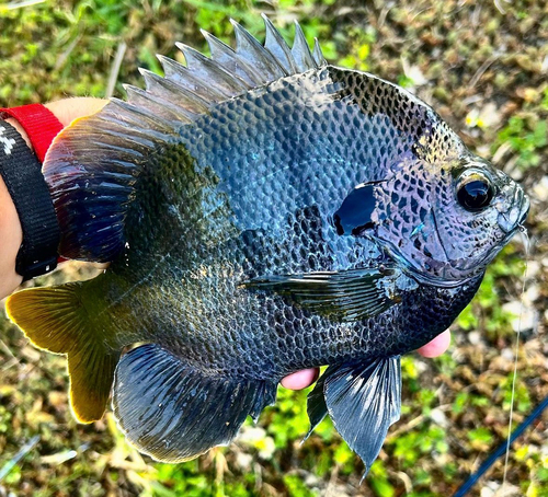 Blauwkieuwzonnebaars (Lepomis macrochirus) — Centrarchidae — 3