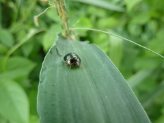 Heteroptera