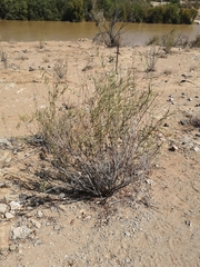 Ectadium virgatum