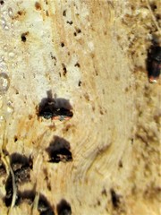 Bitoma crenata