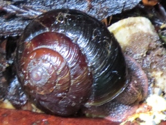 Monadenia subcarinata