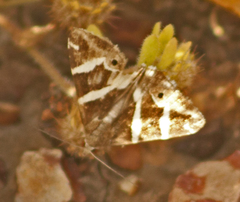 Grammodes pulcherrima