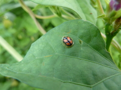 Cassidinae