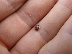 Cassidinae