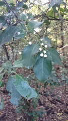 Chiococca pachyphylla