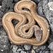 Dekay's Brownsnake - Photo (c) aap2nd, some rights reserved (CC BY-NC), uploaded by aap2nd