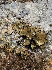 Umbilicariomycetidae