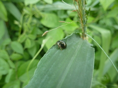 Heteroptera
