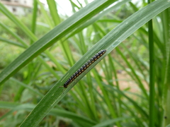 Diplopoda