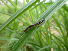 Diplopoda