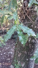 Quercus canbyi