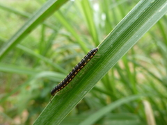 Diplopoda