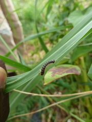 Diplopoda