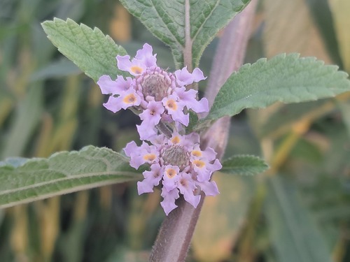 Bushy Lippia