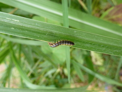 Diplopoda