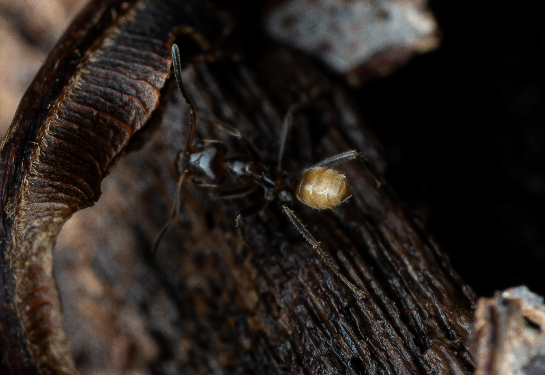 Azteca flavigaster