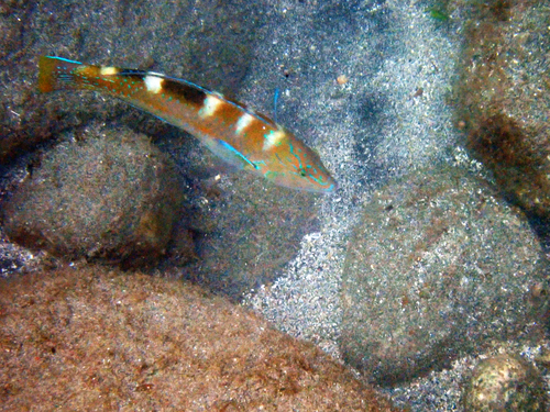 Halichoeres radiatus