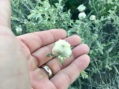 Asphondylia floccosa